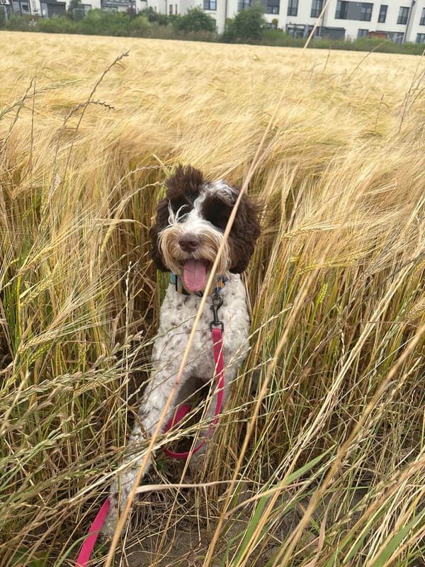 Dog in a golden barley field, Wilczyce, harvest season
