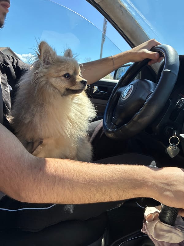 Driver spotted with small dog on lap in Bulgaria