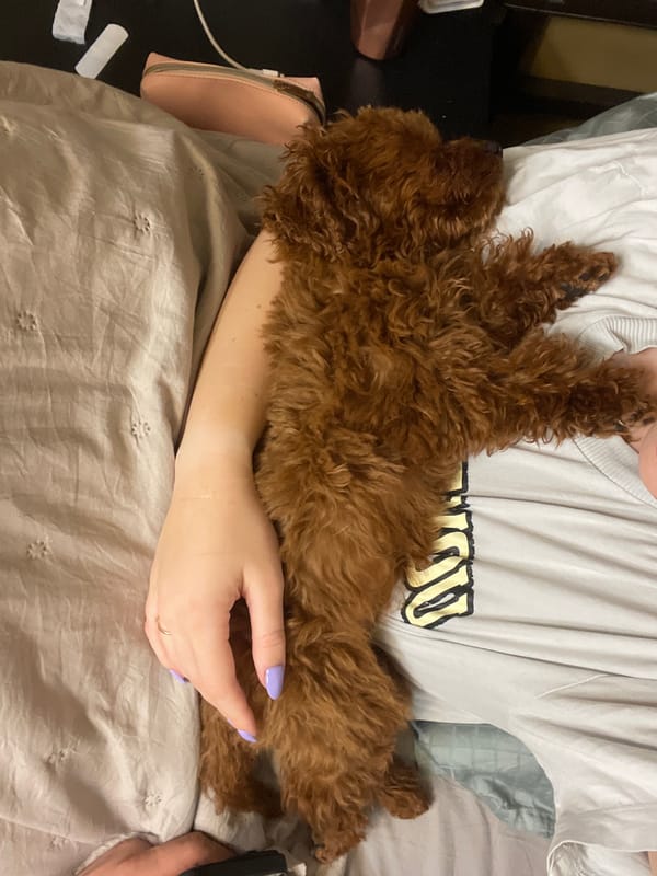 Dog owner cuddles with brown poodle in Sofia apartment