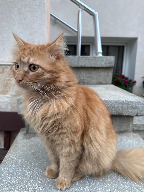 Orange tabby cat spotted on steps in Berkovitsa