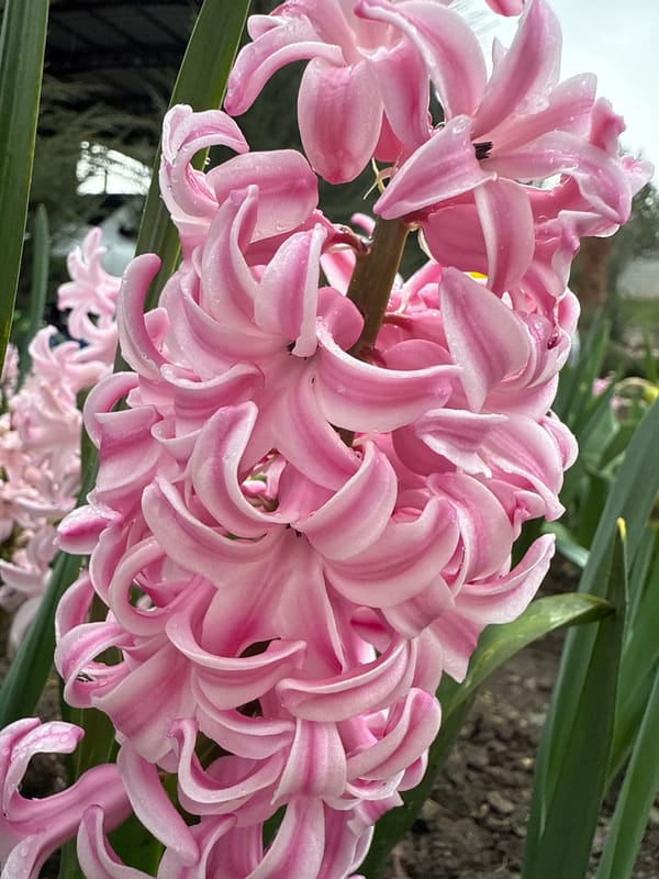 Spring flowers bloom with raindrops in Maykop gardens