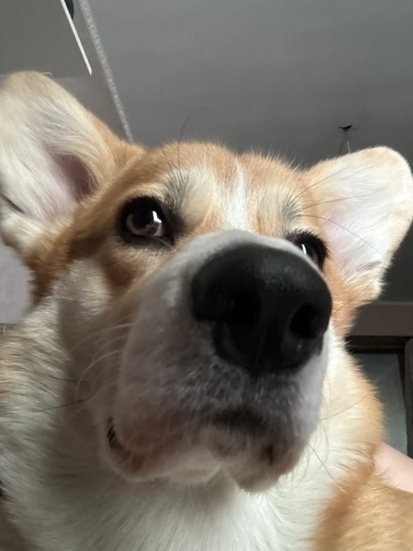 Corgi photographed in close-up poses in Borzya, Russia