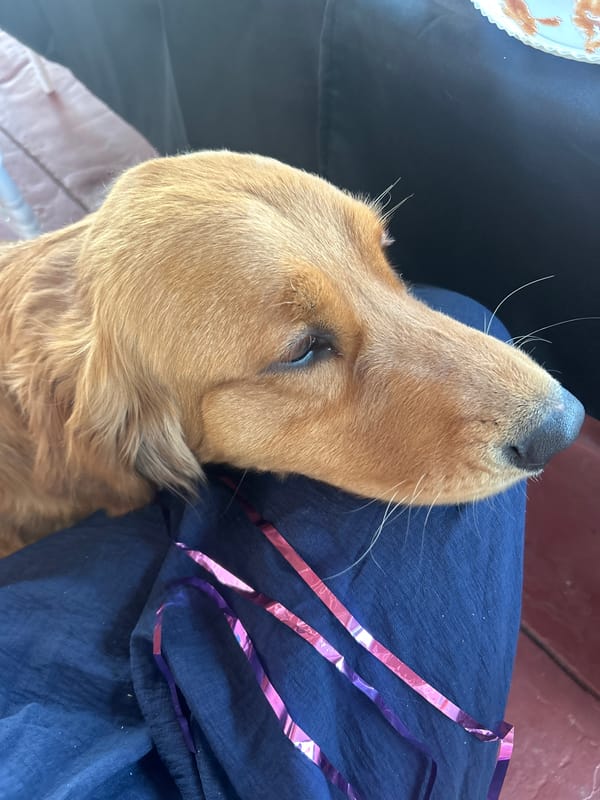 Golden retriever rests on owner's lap during quiet moment