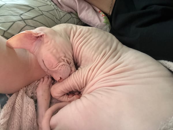 Morning cuddles with Sphynx cat in Krasnoyarsk apartment