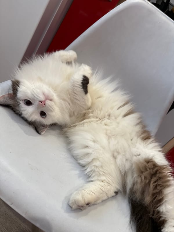 Cat rests during Easter preparations in Izhevsk home