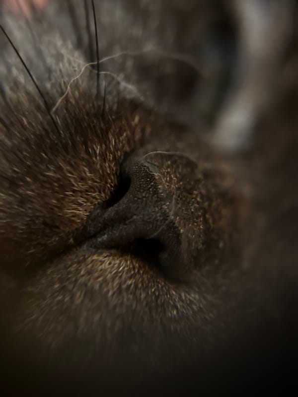 Macro photography session captures intimate details in Biržai, Lithuania