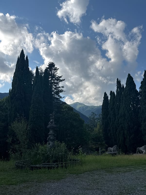 Domestic cats spotted in outdoor settings across Erba, Italy