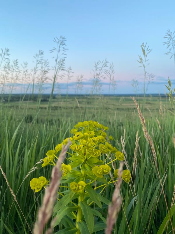 Evening in the fields and hills around Ustyvytsia, Ukraine