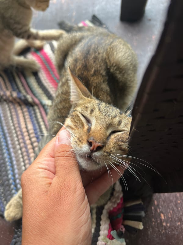 Lazy morning with kittens at a tropical bungalow in General Luna