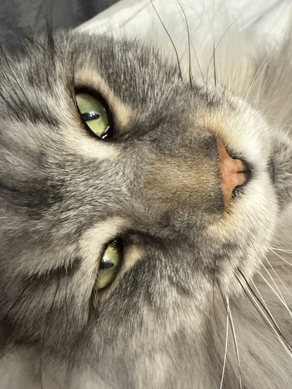Close-up cat portrait captured in Haskovo, Bulgaria