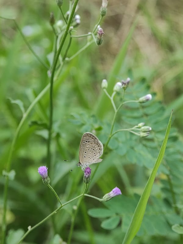 Butterfly and cat spotted in Indonesian garden moments