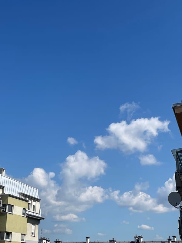 Morning glimpses: Cat antics, garden growth, city views documented