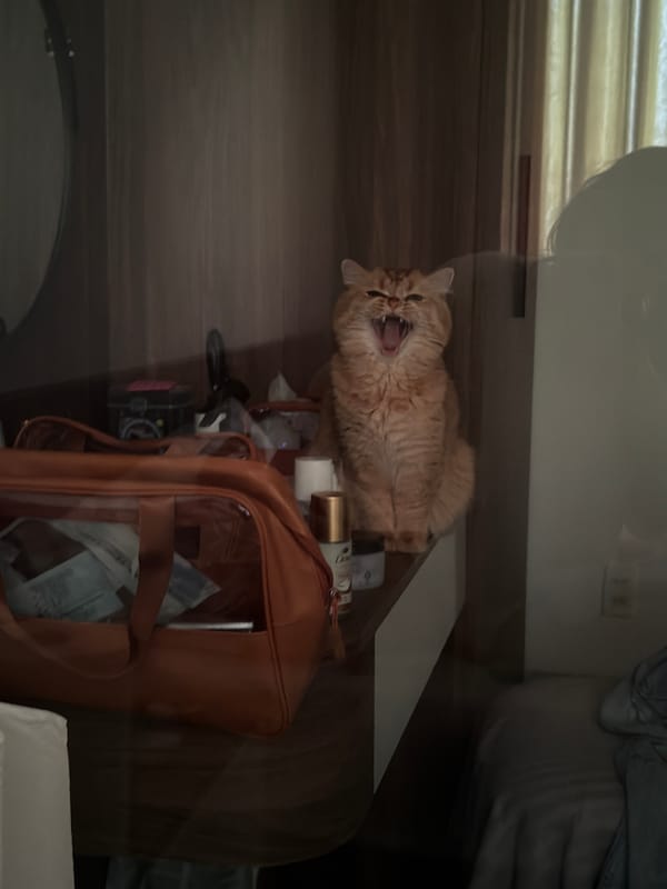 Orange cat spends morning exploring bedroom in Đà Nẵng