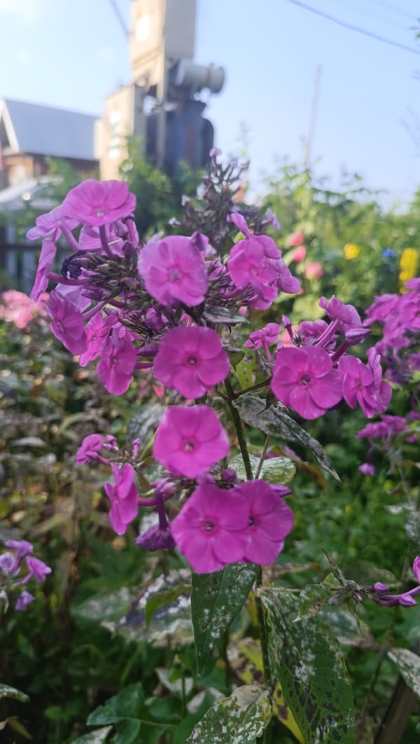 Summer garden afternoon in Karsha: flowers and selfies