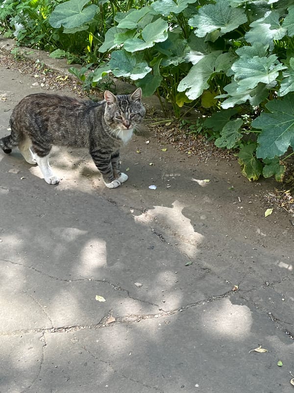 Gray tabby cat rests on cracked sidewalk near plants