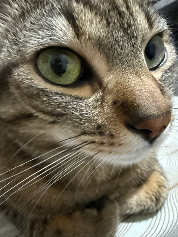Burgas resident captures quiet evening moments with cat, gaming