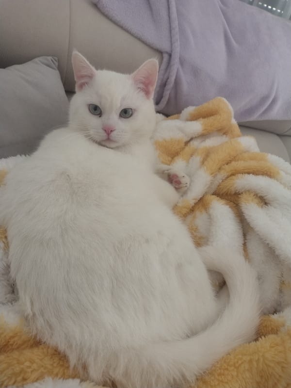 White blue-eyed cat observed resting on couch