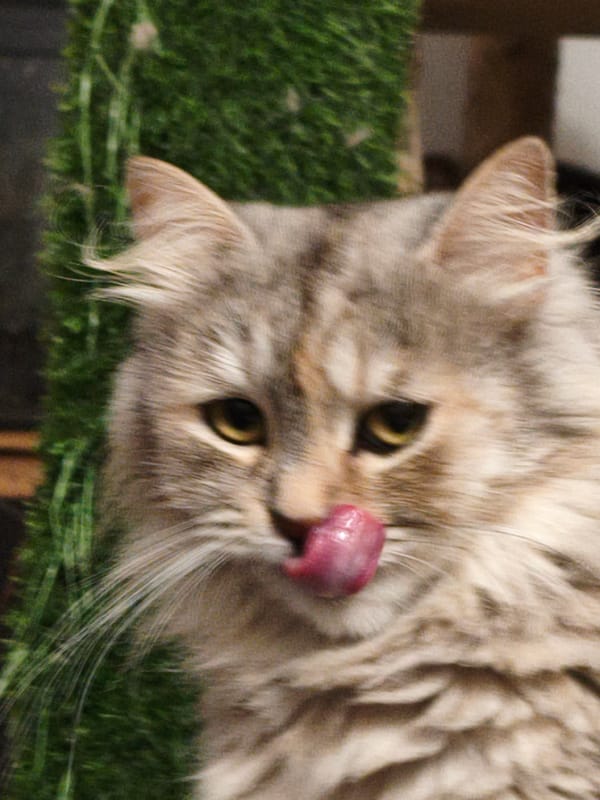 Close-up cat portraits, various breeds and moods