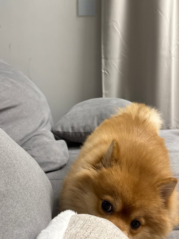 Pomeranian dog documented in Sofia home over afternoon hours