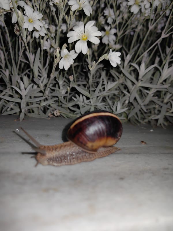 Spring afternoon nature observations recorded in Slatina park area