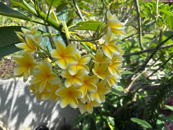 Morning nature and domestic scenes captured in Kuta Selatan