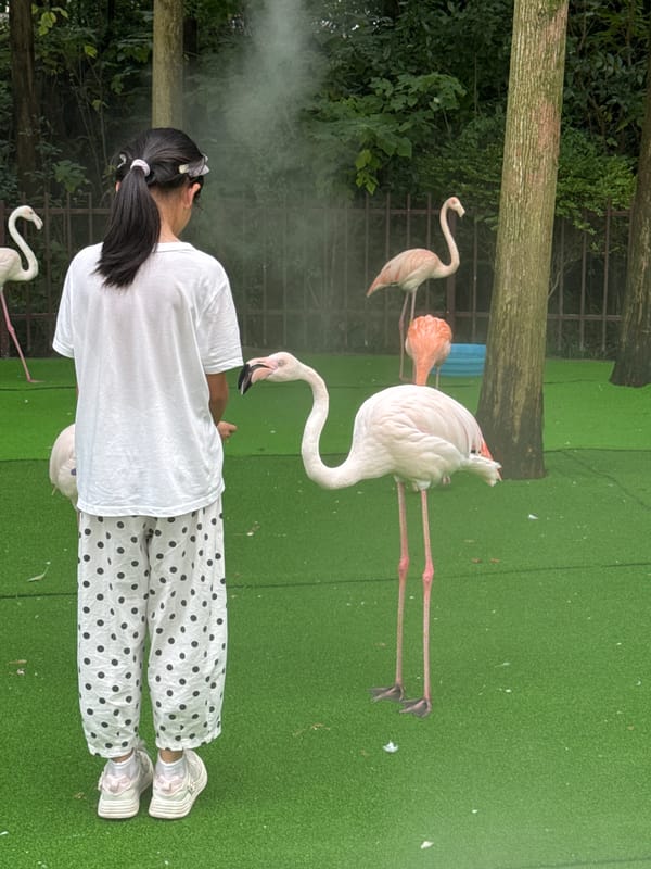 Flamingos and capybaras at a Pudong wildlife park