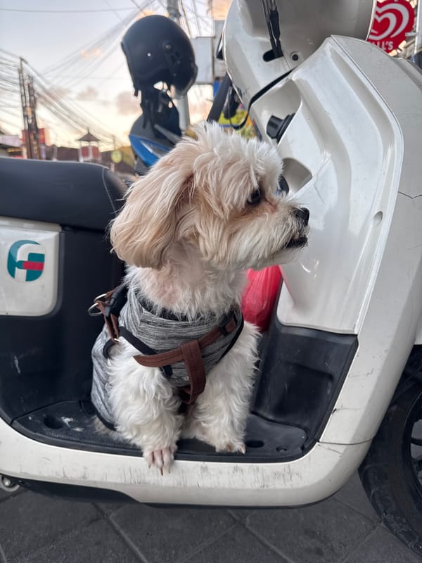 Dressed-up dogs ride along on a scooter in Denpasar