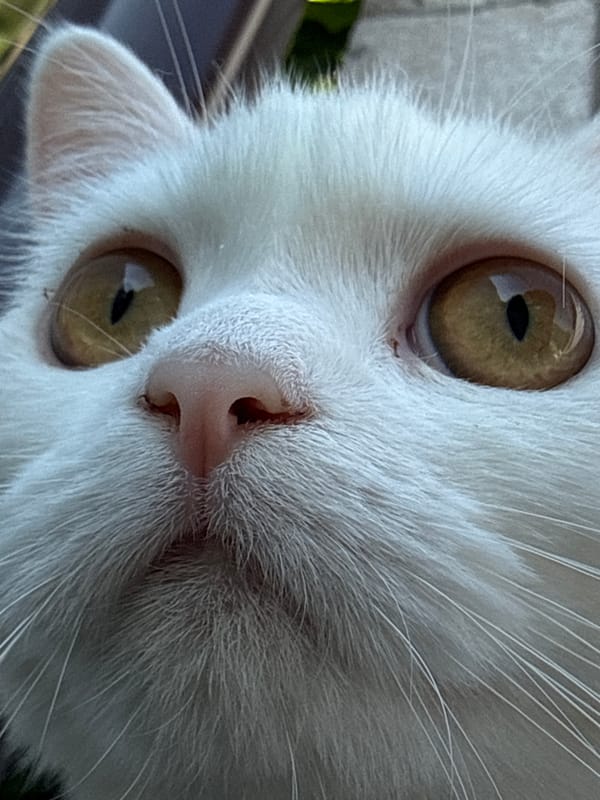 White cat explored up close from every angle
