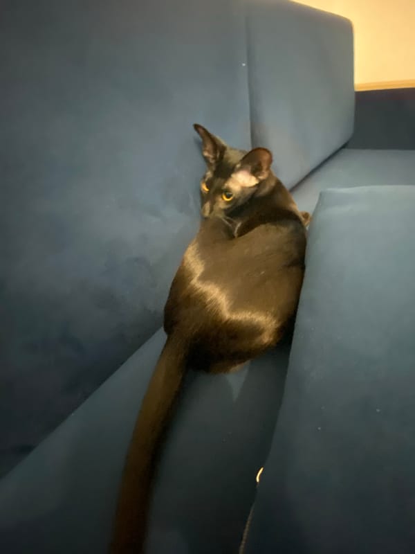 Black cat with yellow eyes spotted resting on blue sofa