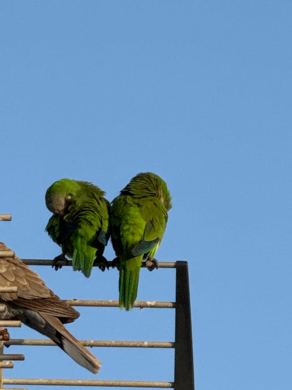 Pets, wildlife, and street details on a Torrevieja afternoon