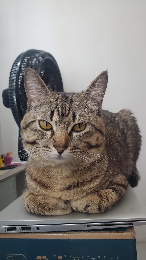 Tabby cat rests near laptop, watches bird feeder on TV