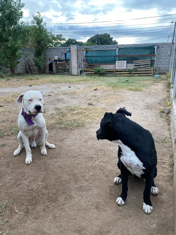 Two dogs rest outdoors in Sumalao, Argentina
