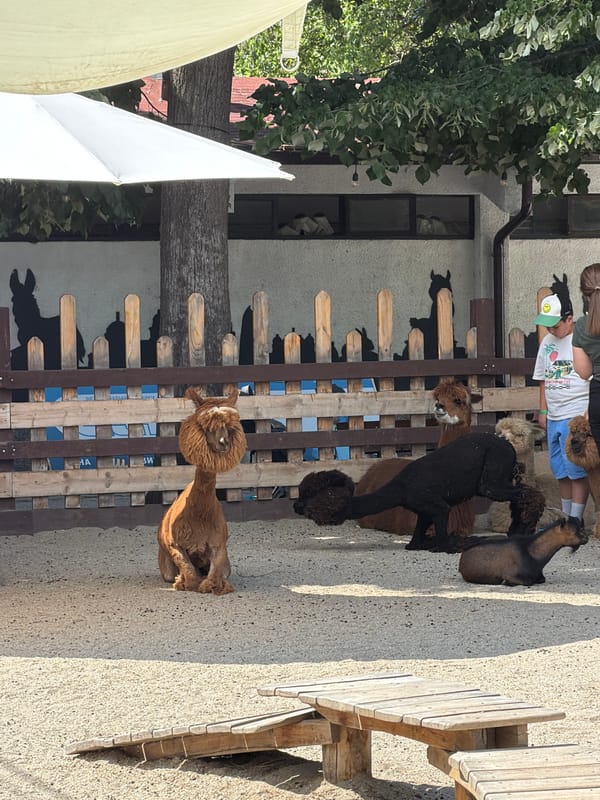 Sofia park with animals, playgrounds, and an outdoor event setup