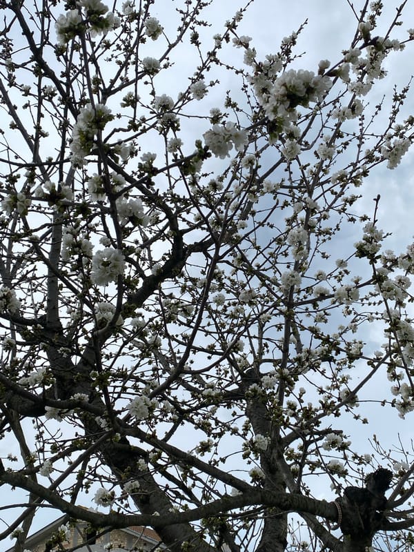 Spring flowers bloom in Konstantinovo, Bulgaria