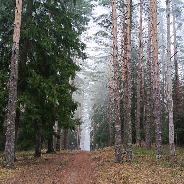 Person documents quiet forest walk in Прикамский, Russia