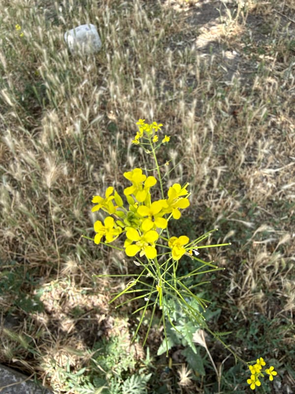 Neighborhood stroll with close looks at summer flowers and street scenes