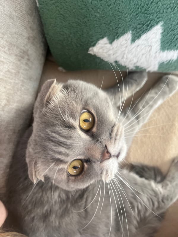 Scottish Fold cat's lazy afternoon at a Votkinsk home
