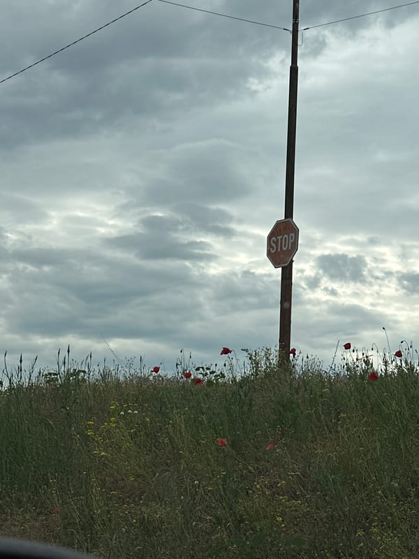 Stop sign stands amid wildflower field in Sofia