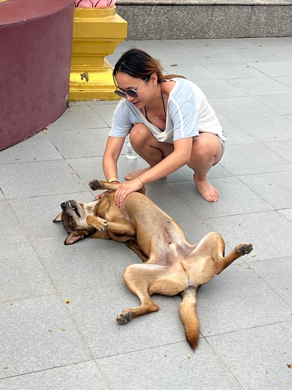 Dog soaks up attention on a Ko Samui walkway