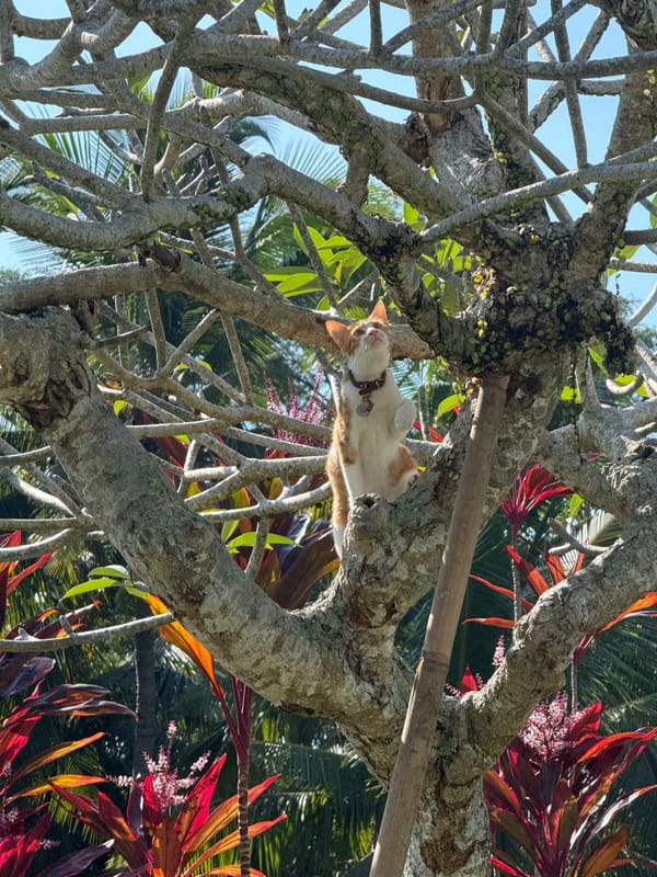 Collared cat rests in tree in Mas, Indonesia
