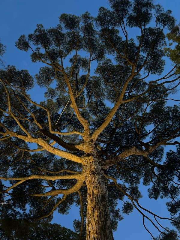 Illuminated pine tree captured against evening sky