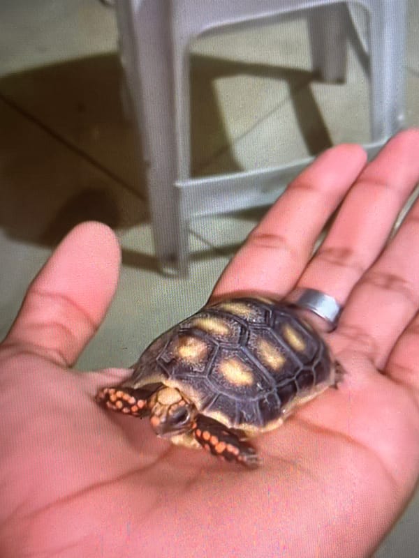 Wildlife encounters documented in Tinaquillo: tortoise and cat