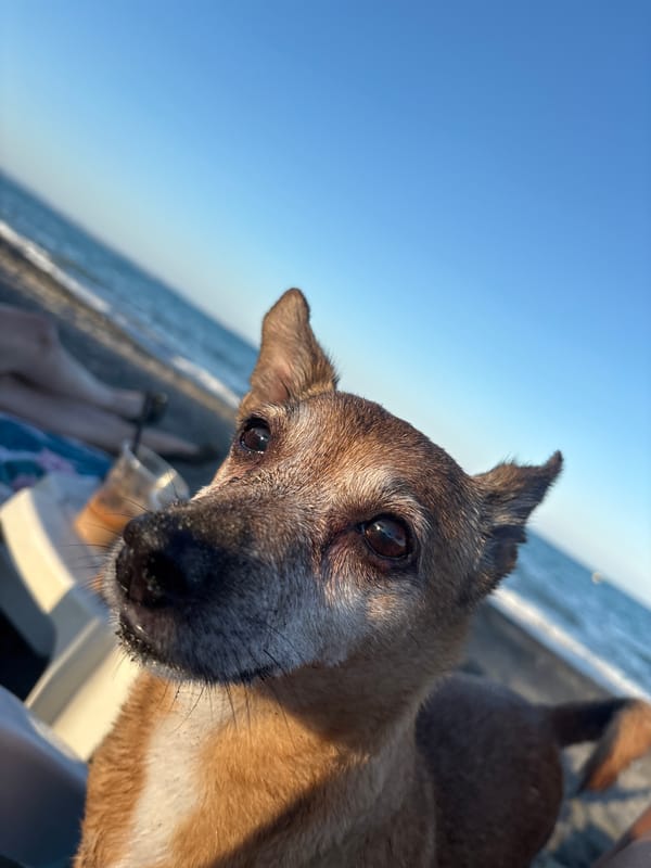 Beach day in Burgas with a very photogenic dog