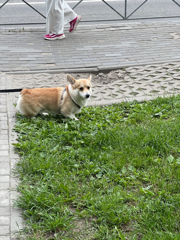 Dogs play and socialize in Mytishchi park area