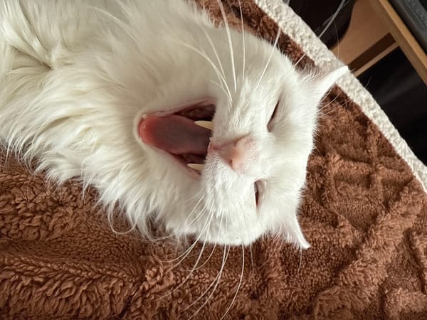 White cat rests on blanket in Mirny, Russia