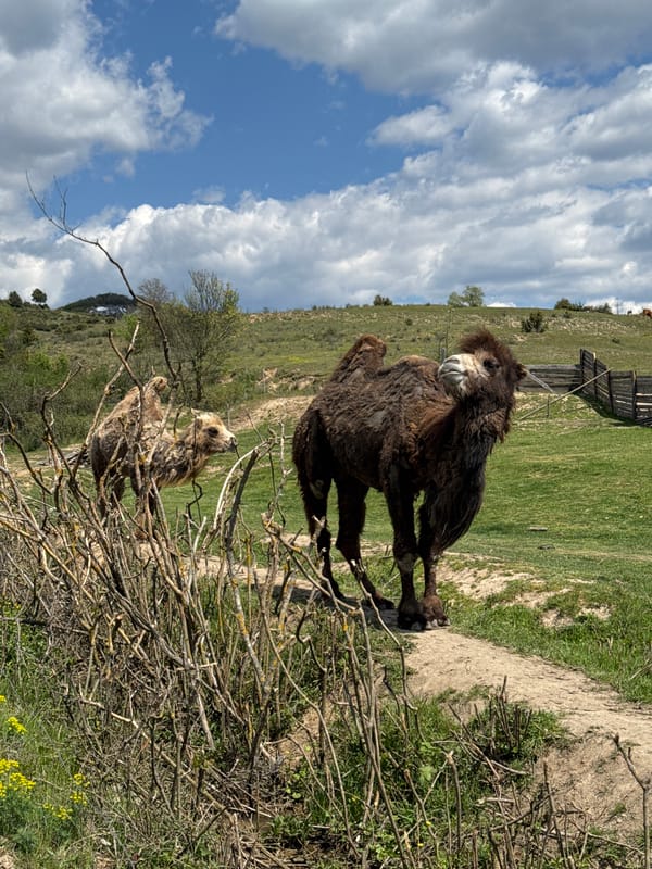 Zoo animals documented during morning visit in Dabnitsa, Bulgaria