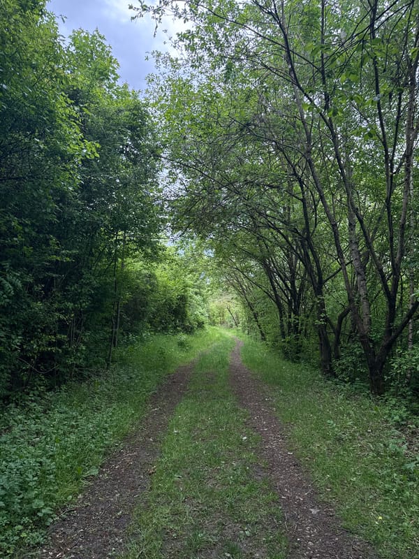 Dog explores paths and grassland in Schifflange, Luxembourg
