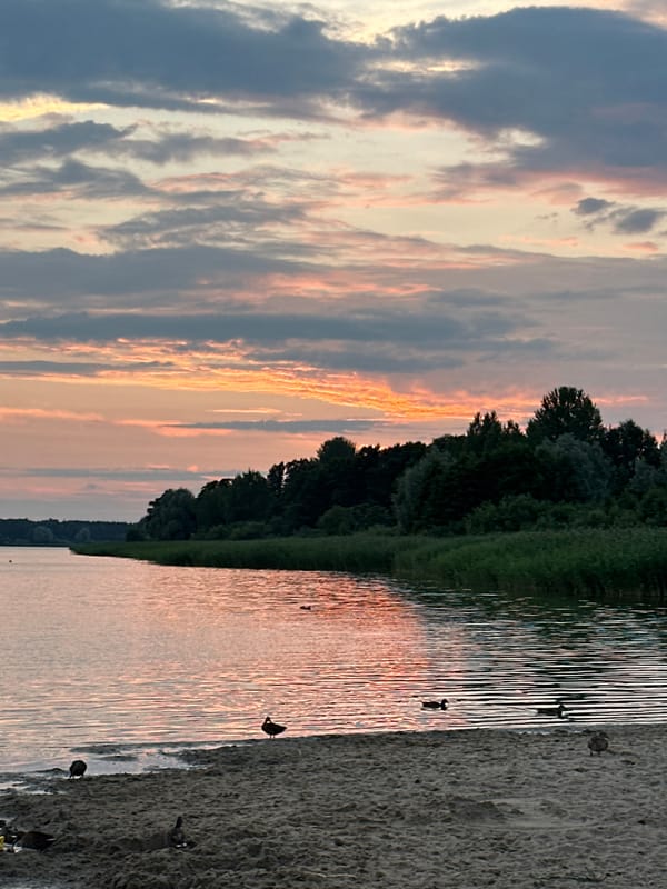 Mallards and a pink sunset along Tallinn's waterfront