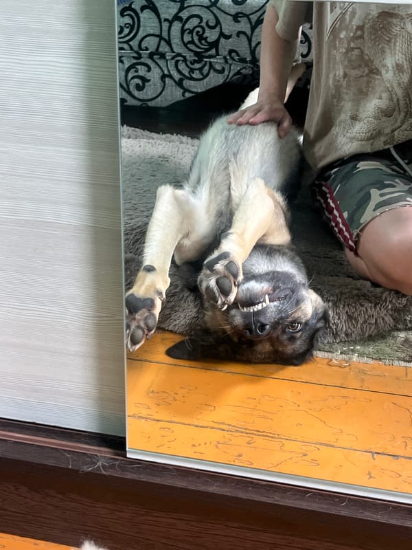 A houseful of dogs doing absolutely nothing in Nizhny Tagil