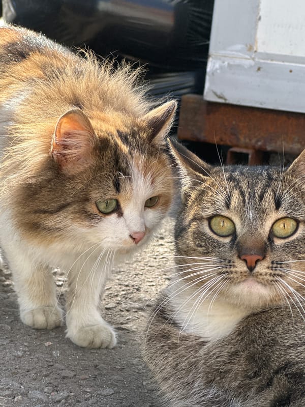 Residents interact with stray cats in Russian village